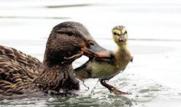 娱乐吃瓜鹅鸭视频大全